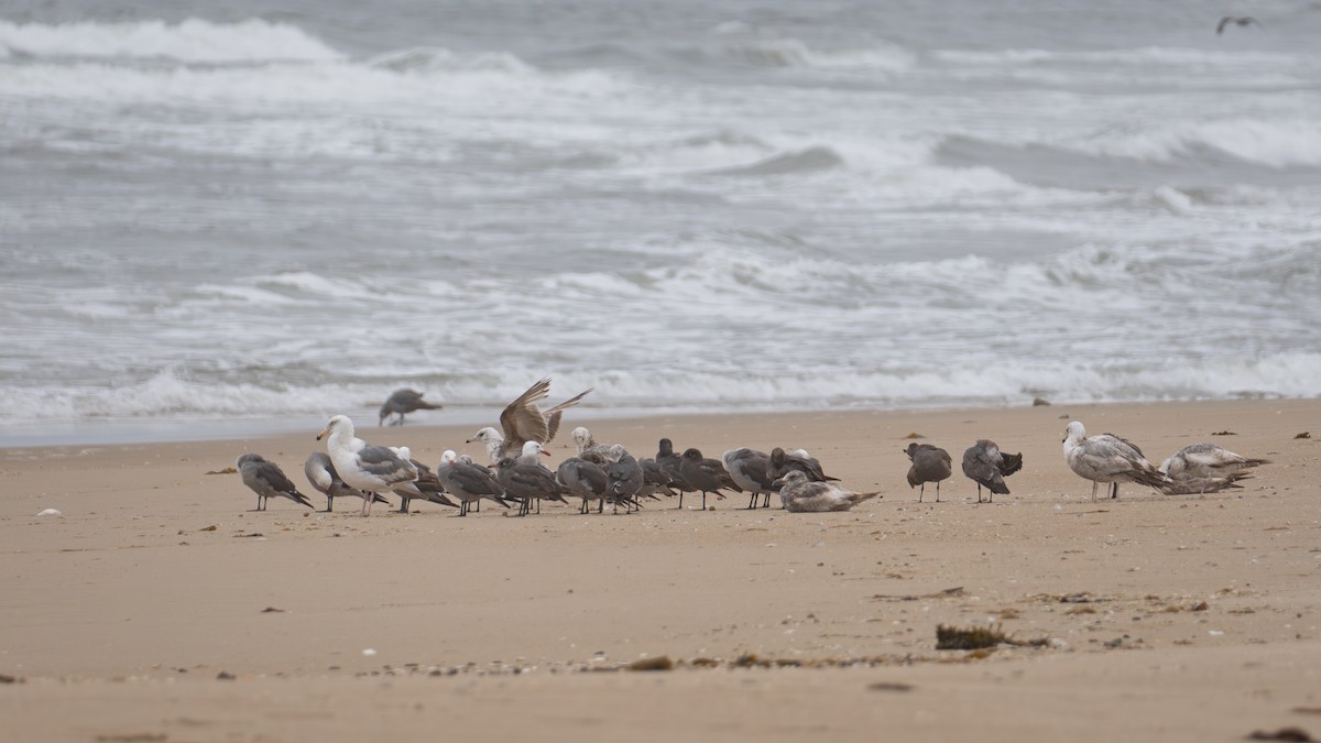 Heermann's Gull - ML621120923