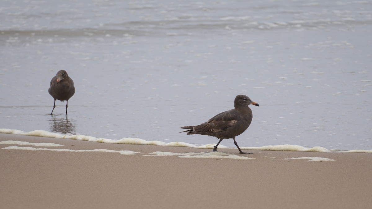 Heermann's Gull - ML621120924