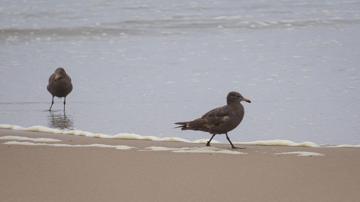 Heermann's Gull - ML621120924