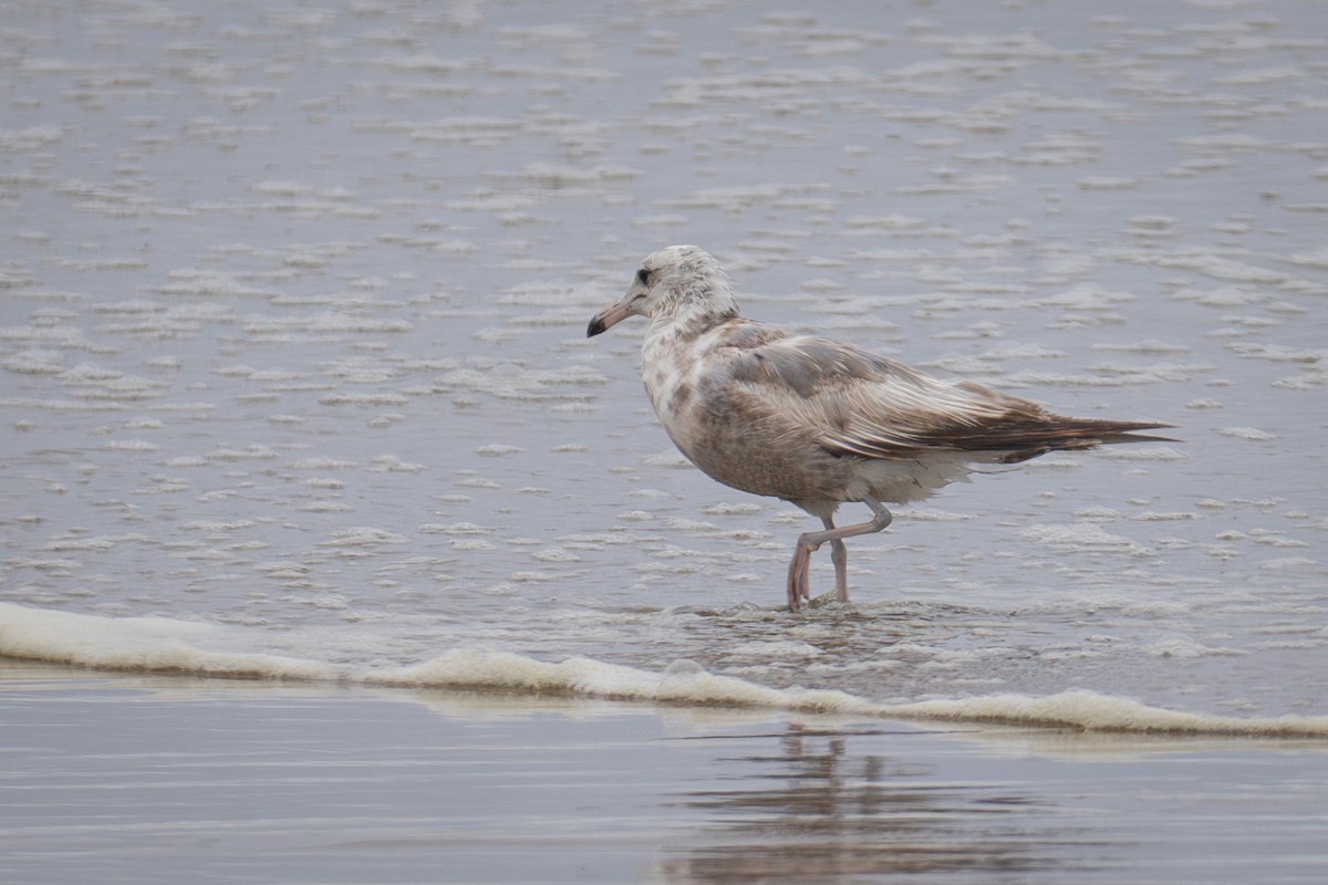 California Gull - Richie Frerking