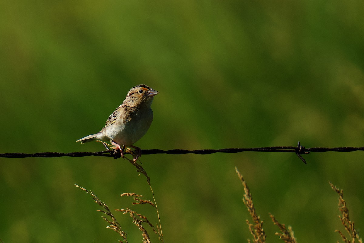 Grasshopper Sparrow - Jason hs