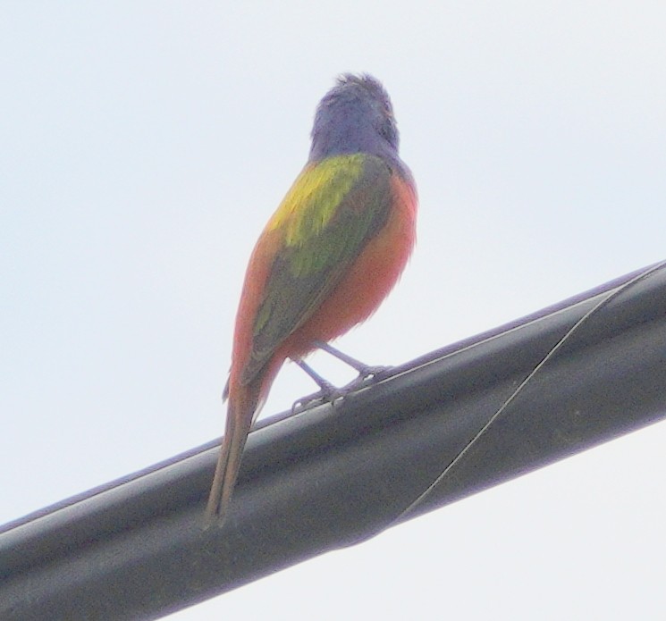 Painted Bunting - ML621120945