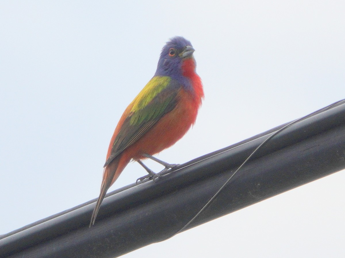 Painted Bunting - ML621120947