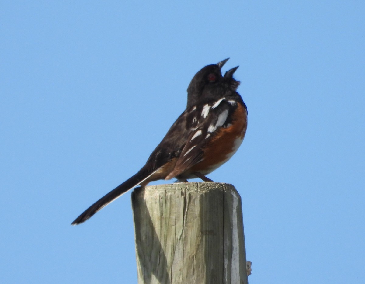 Spotted Towhee - ML621121016