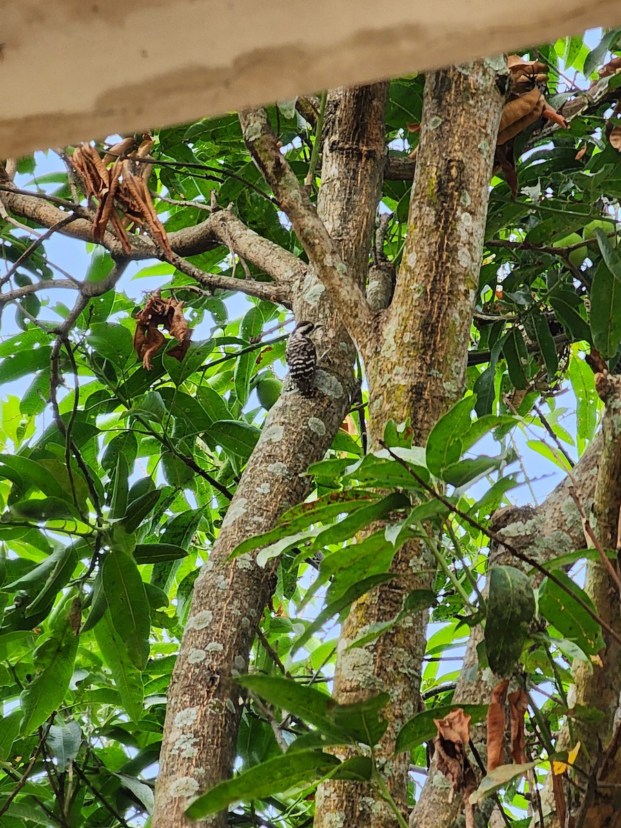 Sunda Pygmy Woodpecker - ML621121038