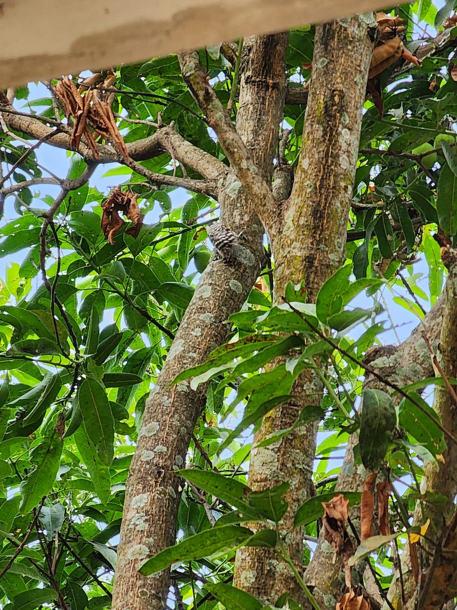 Sunda Pygmy Woodpecker - ML621121039