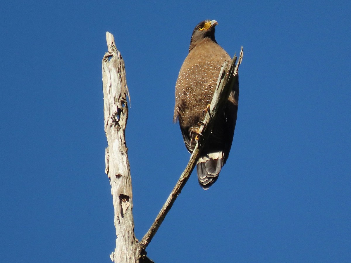 Crested Serpent-Eagle - ML621121047