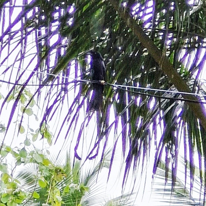 Greater Racket-tailed Drongo - ML621121051