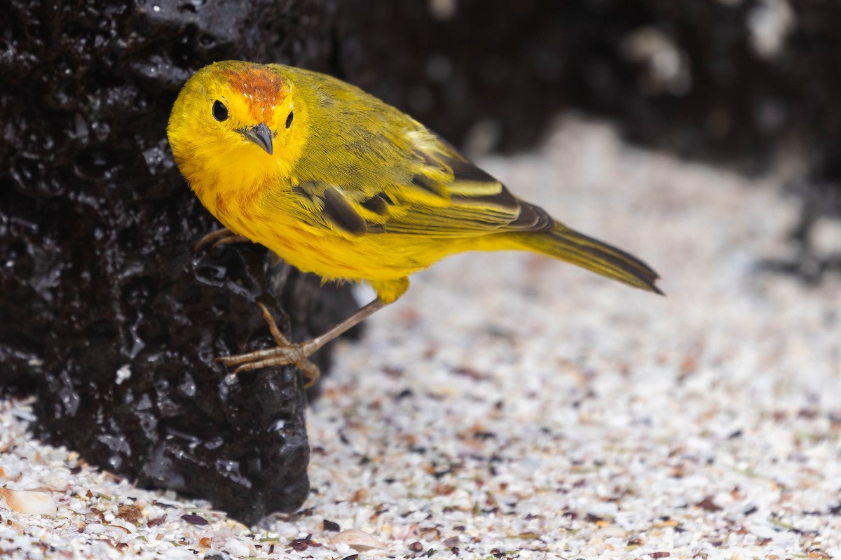 Yellow Warbler (Galapagos) - ML621121069