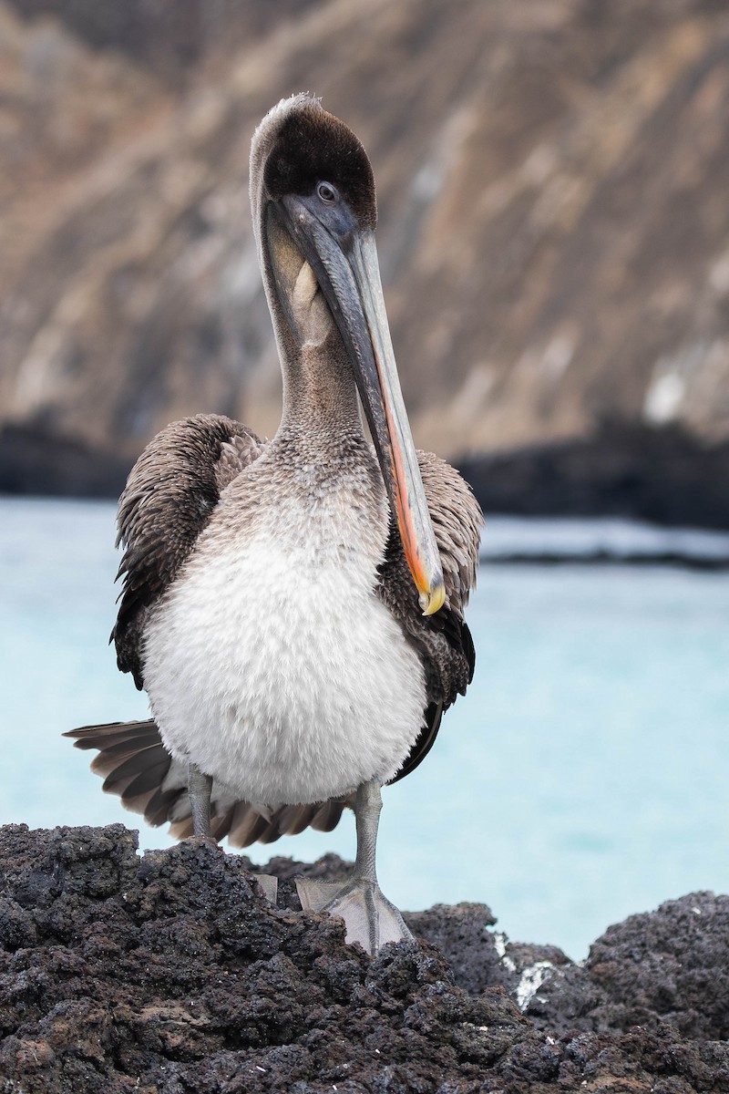 Brown Pelican (Galapagos) - ML621121081