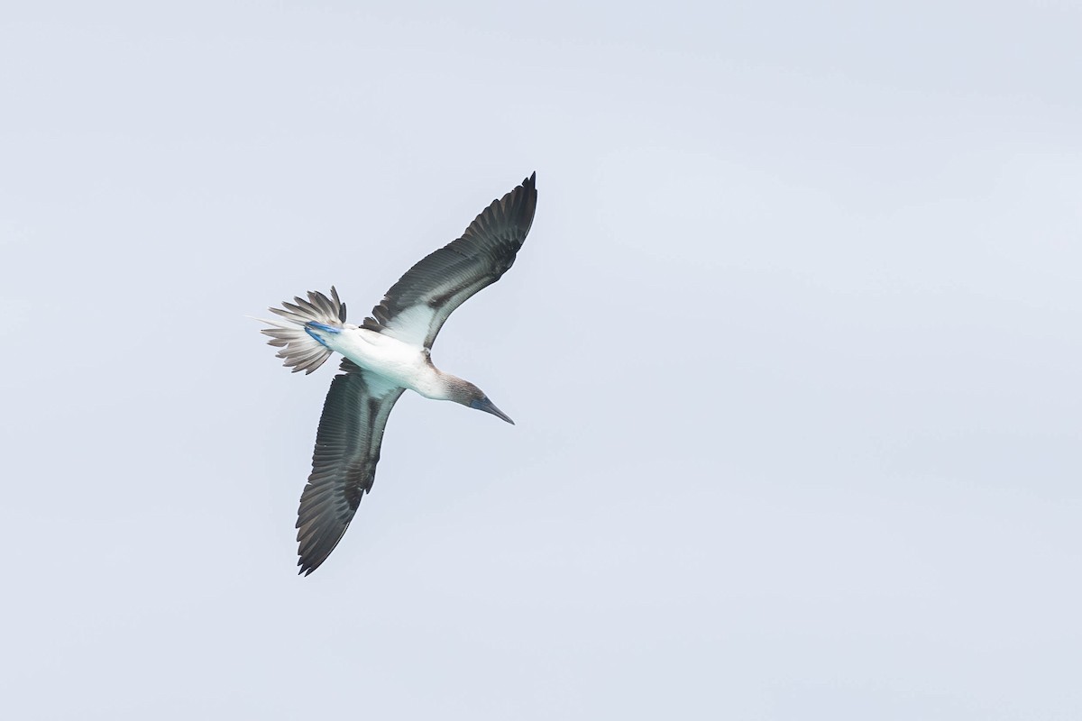 Blue-footed Booby - ML621121085