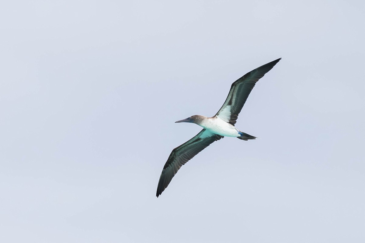 Blue-footed Booby - ML621121086