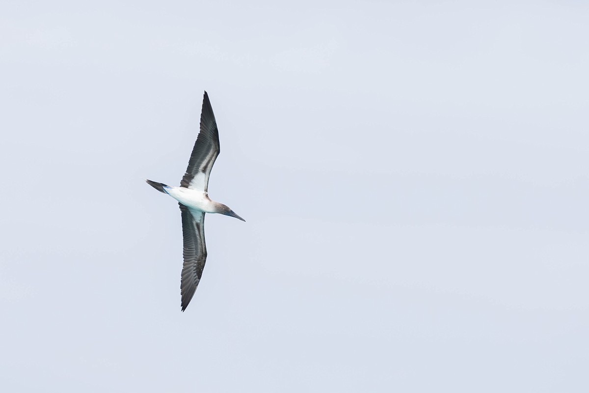 Blue-footed Booby - ML621121088