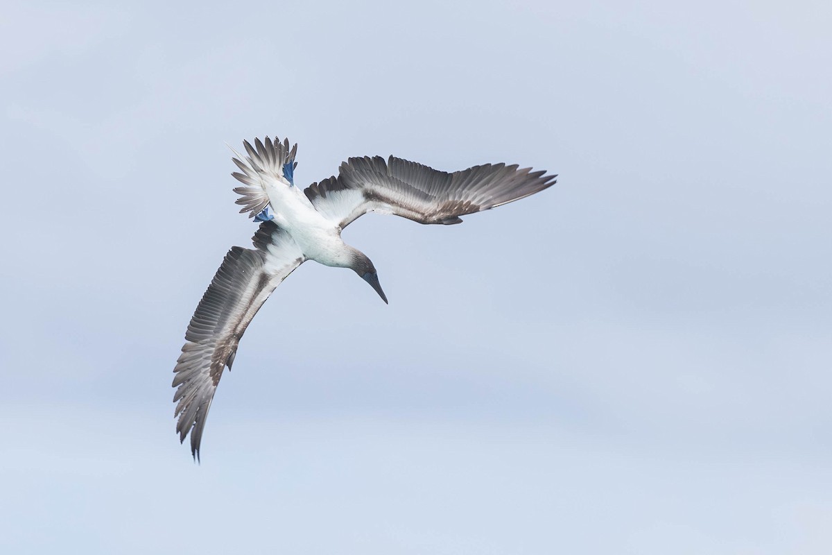 Blue-footed Booby - ML621121090