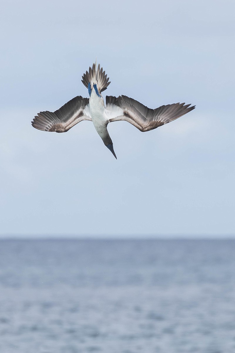 Blue-footed Booby - ML621121091
