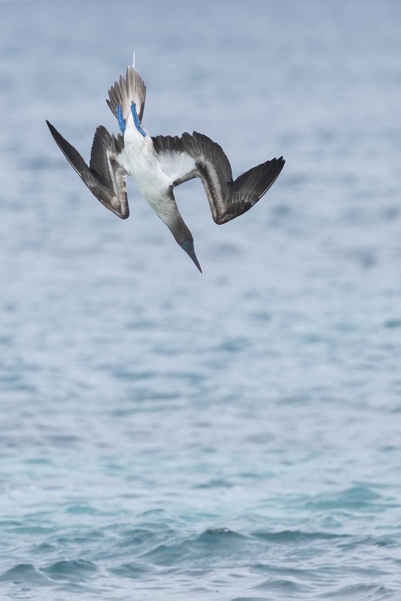 Blue-footed Booby - ML621121092
