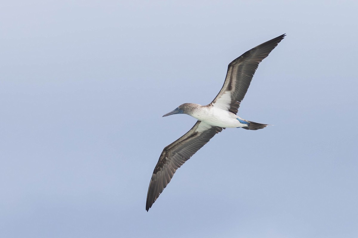 Blue-footed Booby - ML621121108