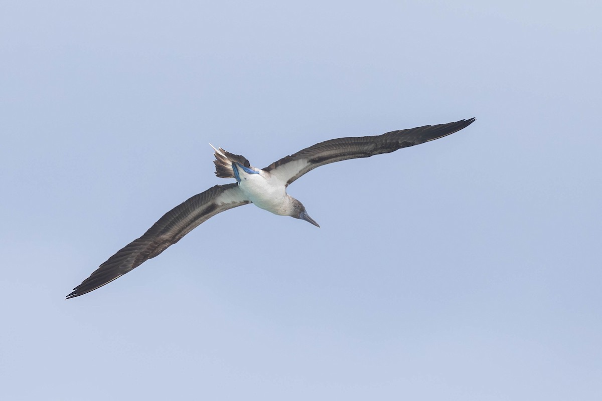 Blue-footed Booby - ML621121110