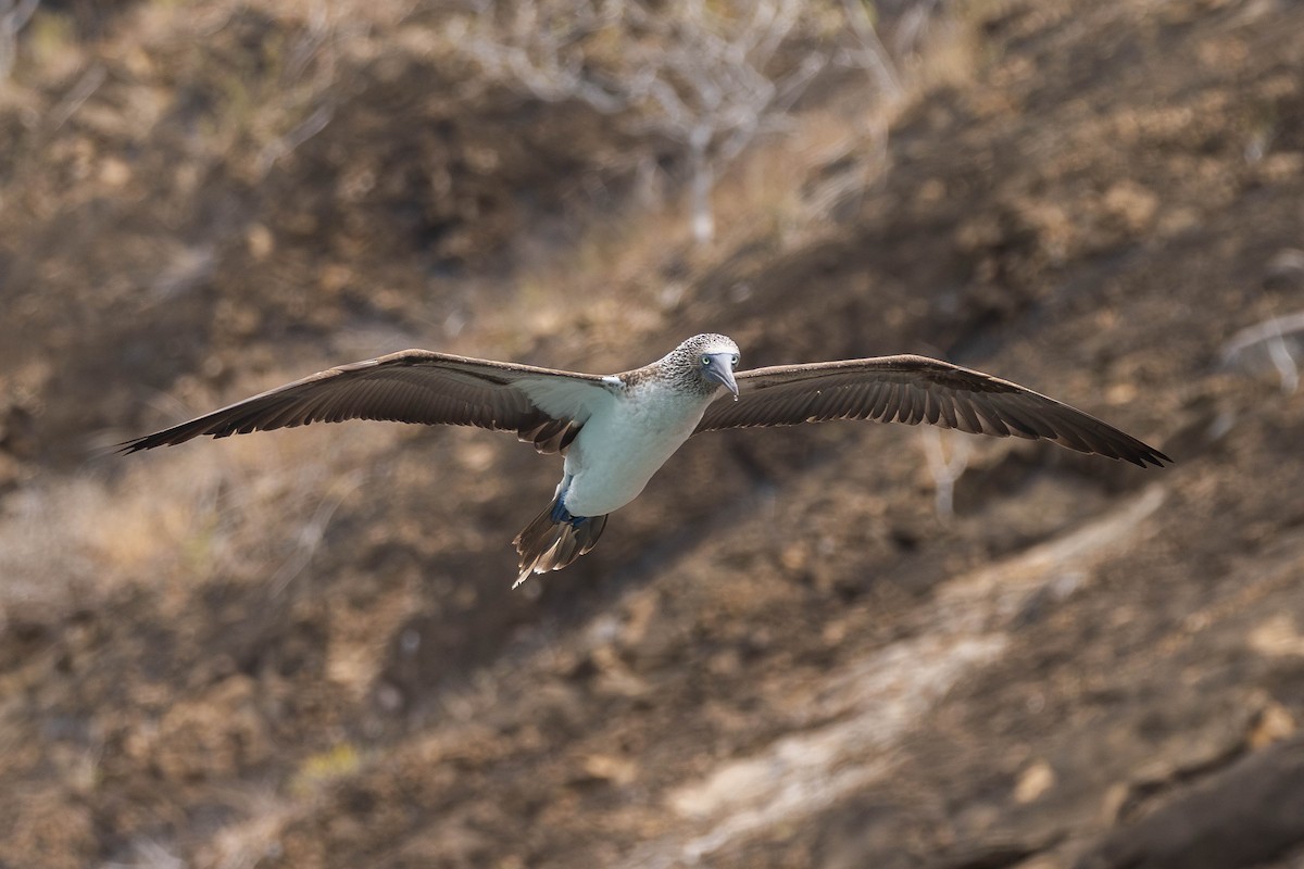 Blue-footed Booby - ML621121111