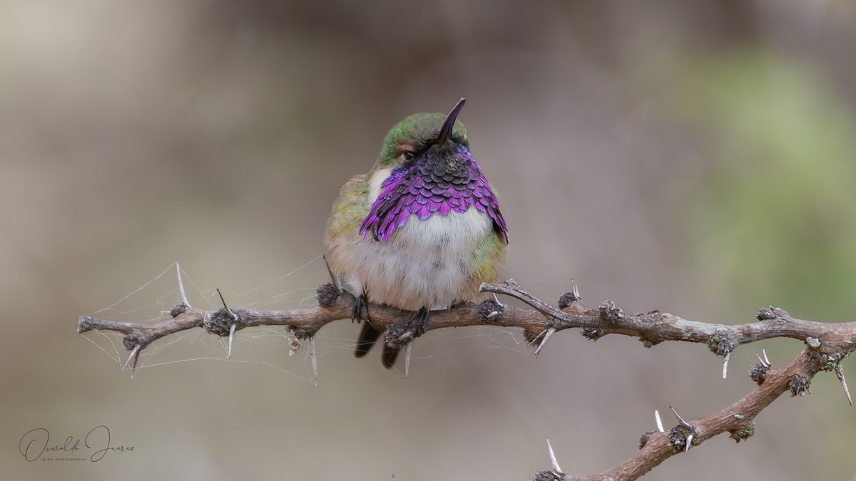 Beautiful Hummingbird - ML621121122