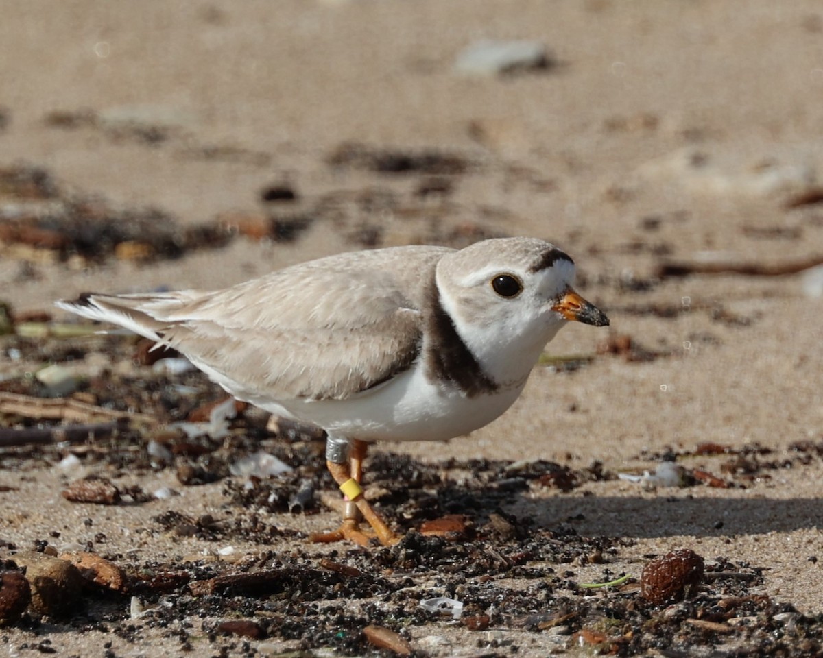 Piping Plover - ML621121150