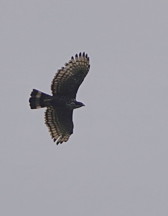 Blyth's Hawk-Eagle - ML621121154