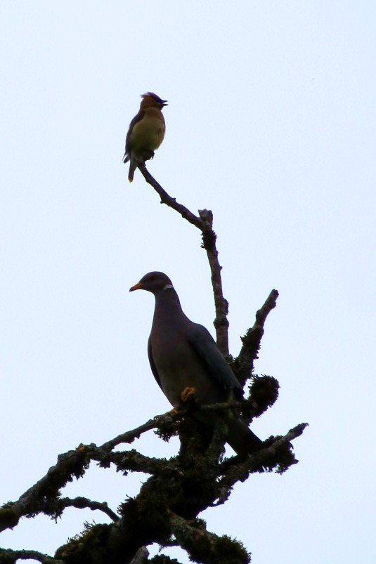 Band-tailed Pigeon - ML621121162