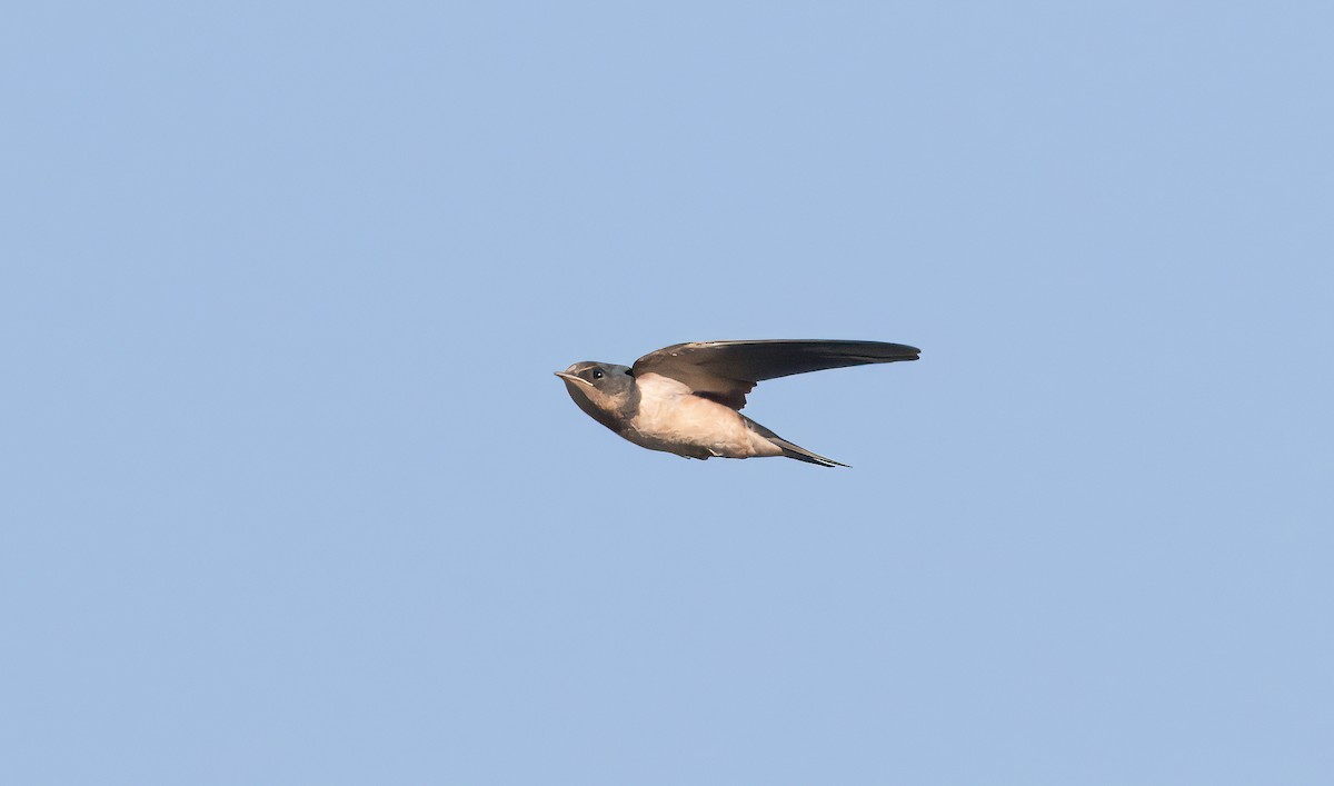 Barn Swallow - ML621121177