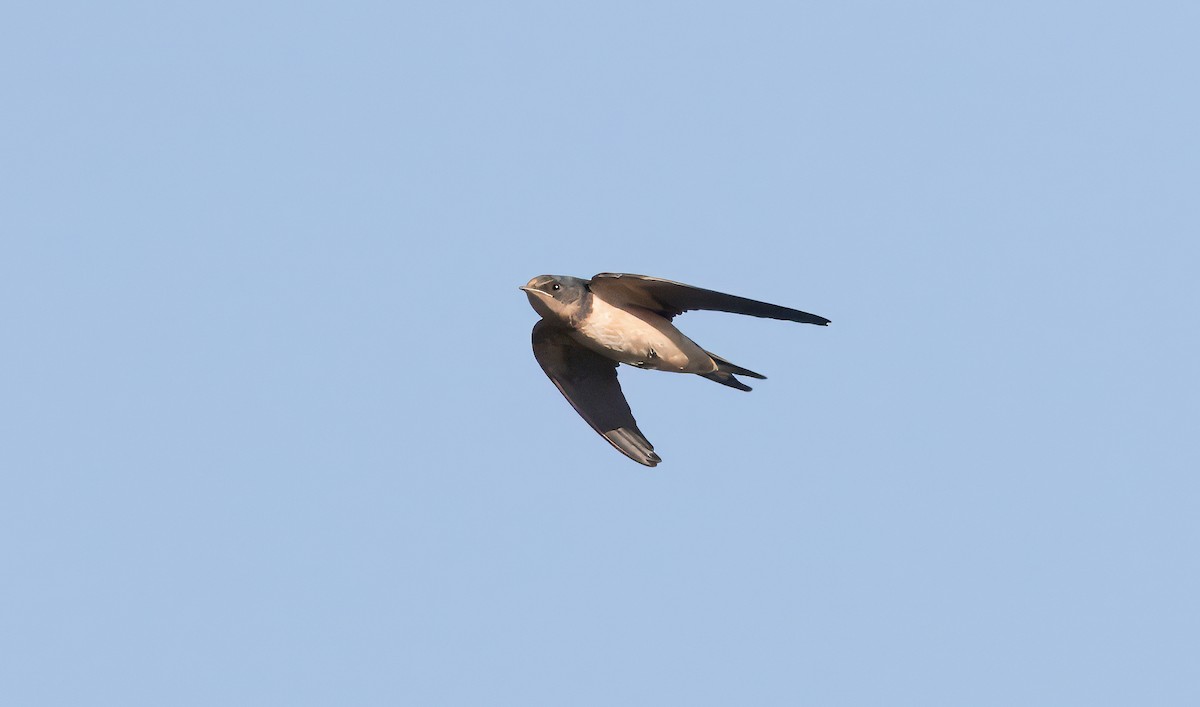 Barn Swallow - ML621121179