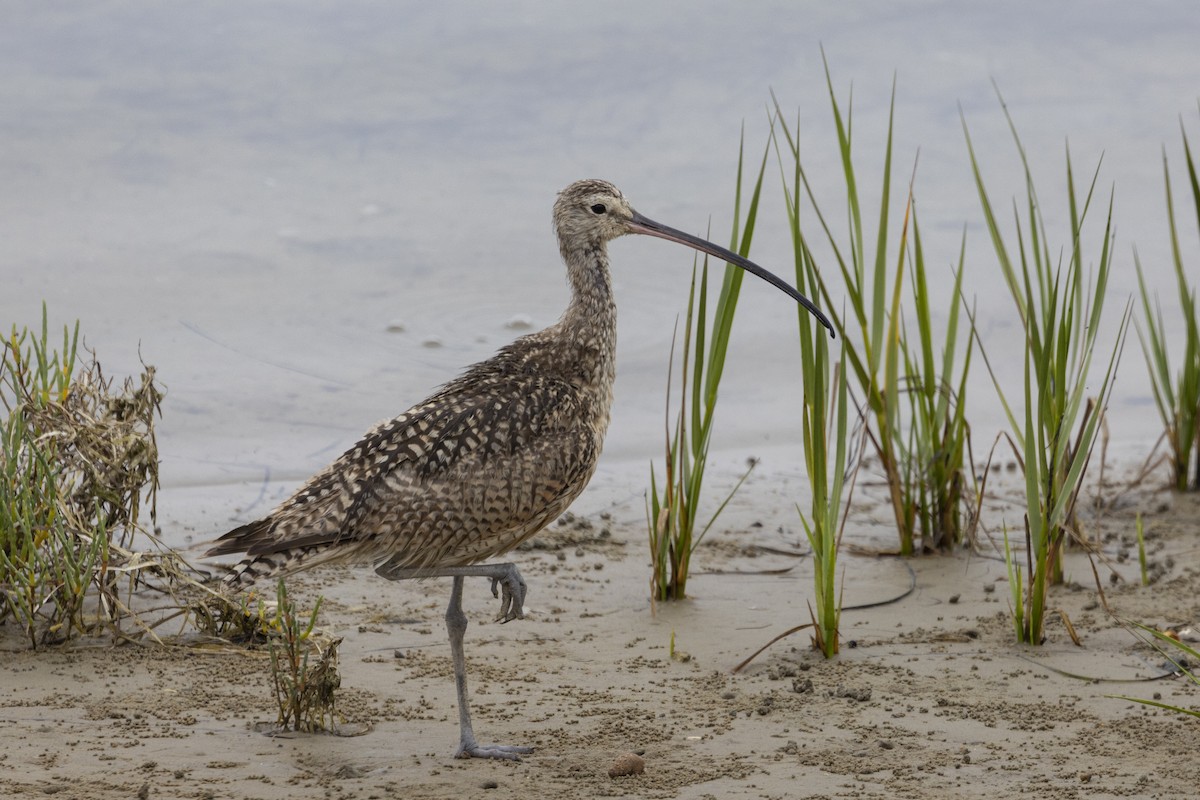 Long-billed Curlew - ML621121192
