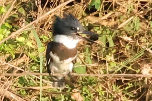 Belted Kingfisher - ML621121213