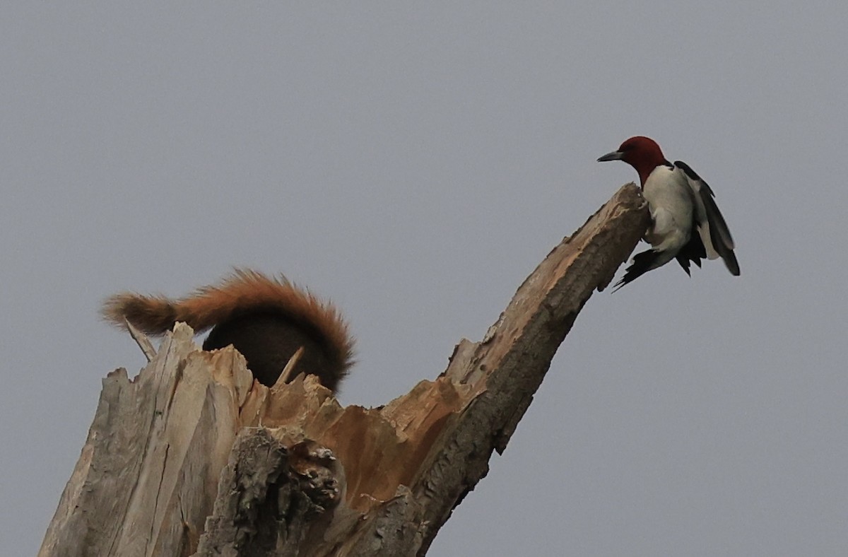 Red-headed Woodpecker - Rob Dickson