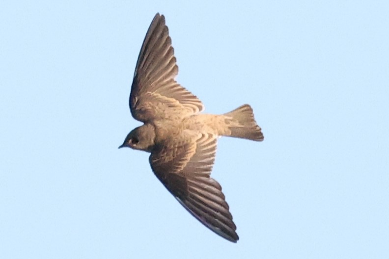 Northern Rough-winged Swallow - ML621121216