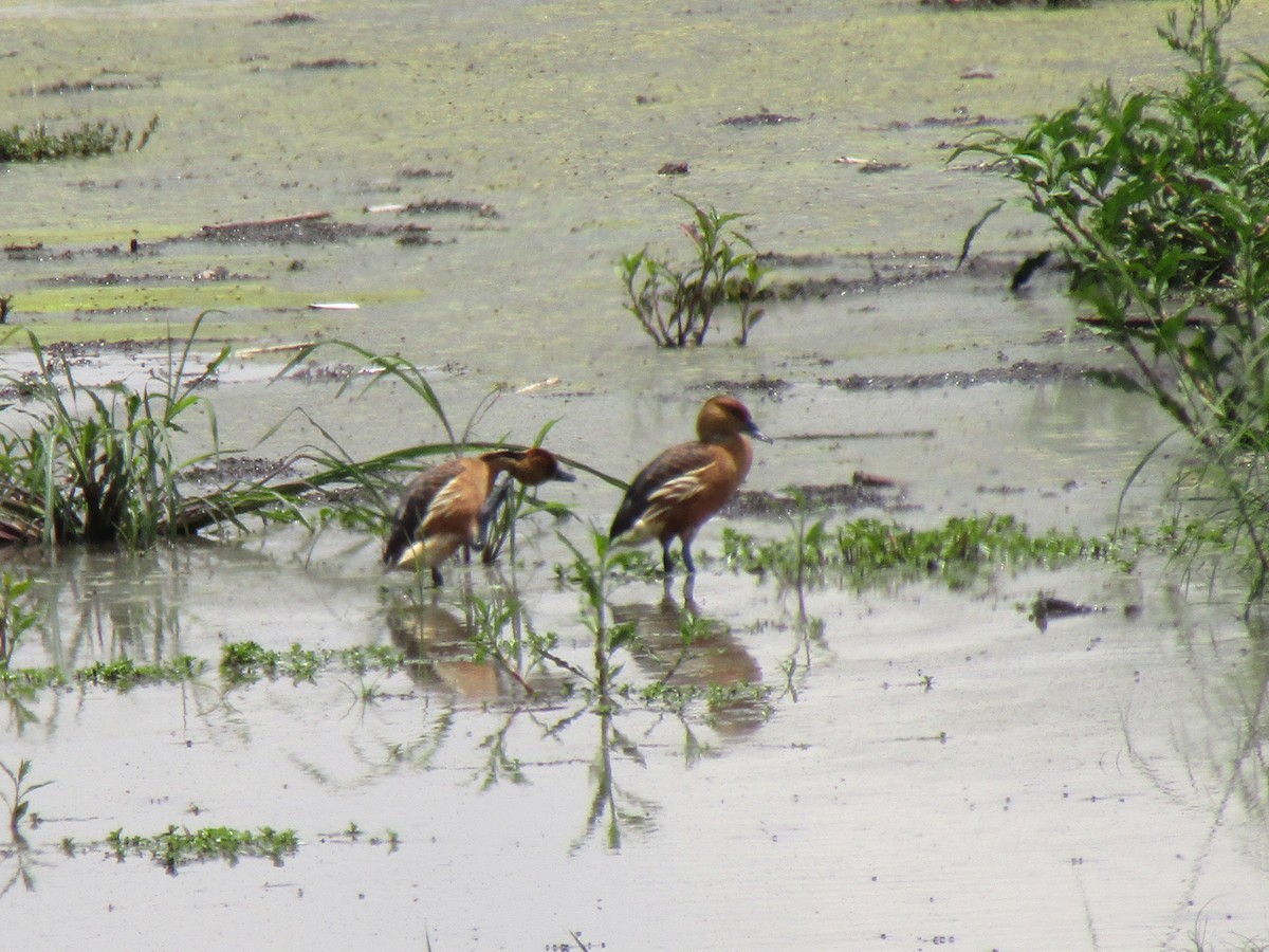 Fulvous Whistling-Duck - ML621121261