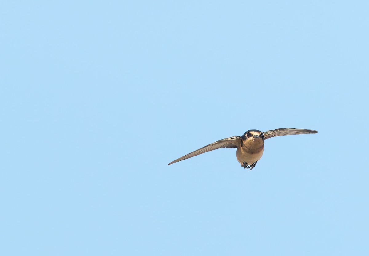 Barn Swallow - ML621121264