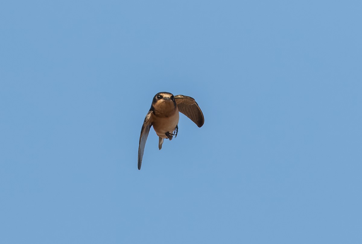 Barn Swallow - ML621121266
