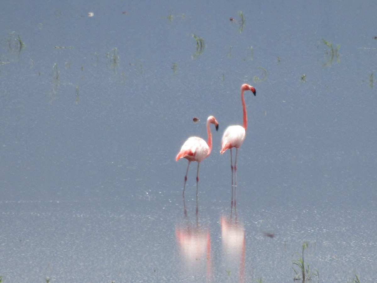 Amerika Flamingosu - ML621121270