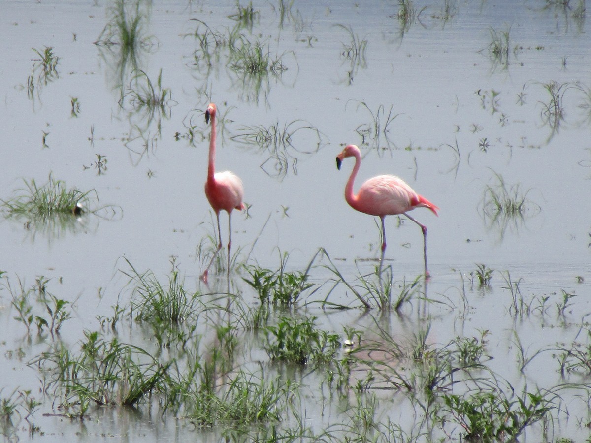 Amerika Flamingosu - ML621121279