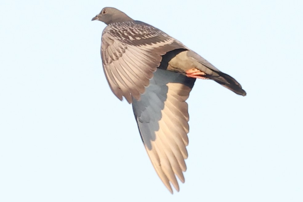 Rock Pigeon (Feral Pigeon) - ML621121280