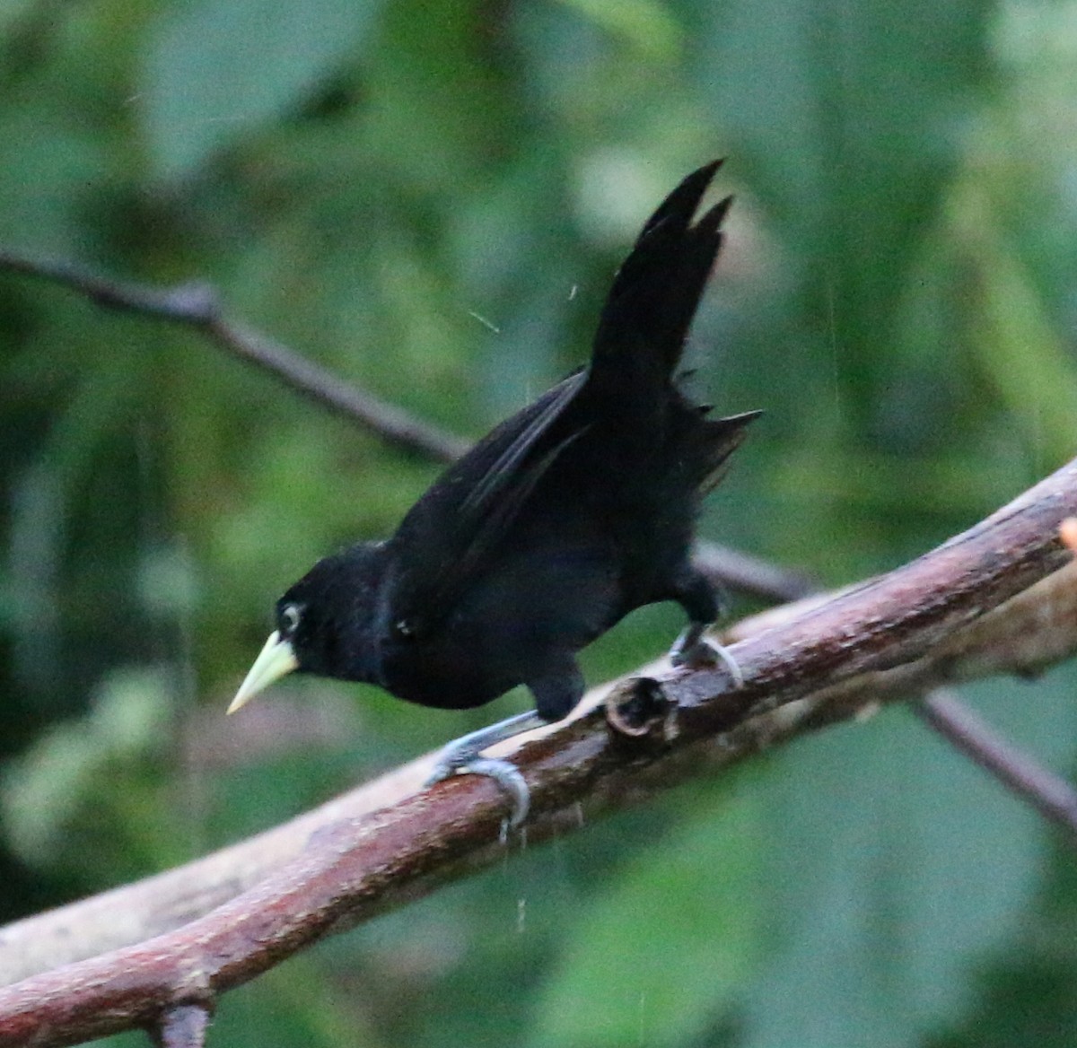 Yellow-billed Cacique - ML621121283