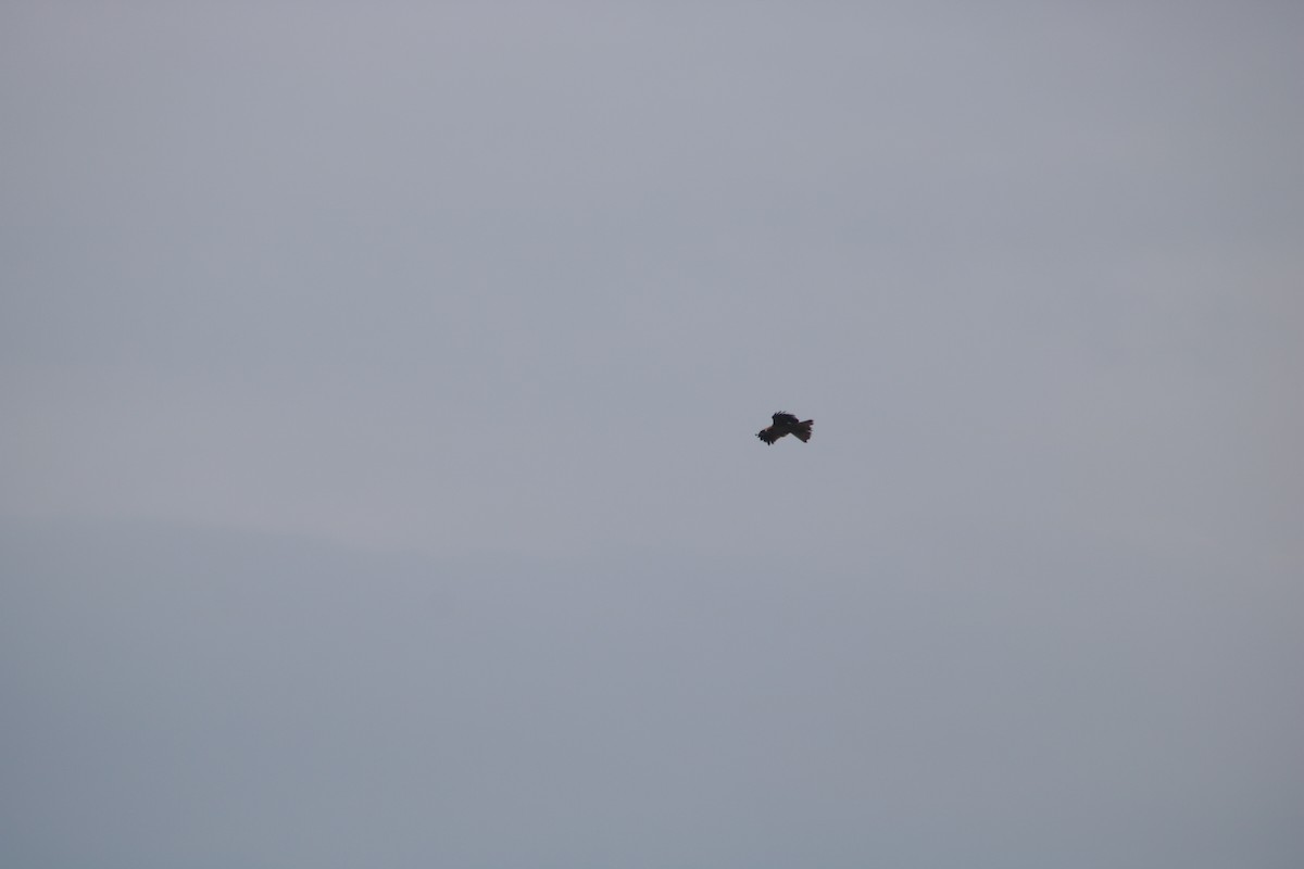 Black Kite - ML621121285