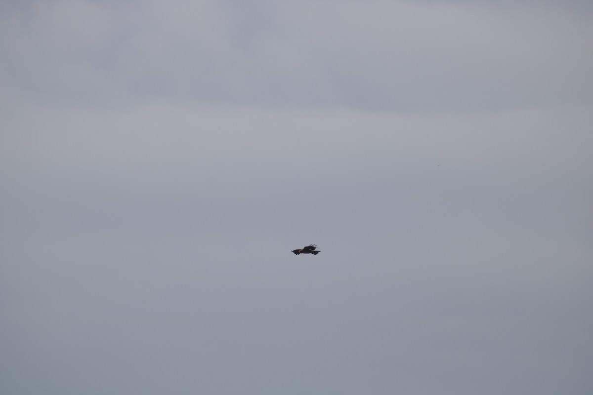 Black Kite - ML621121291