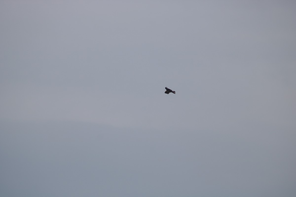 Black Kite - ML621121292