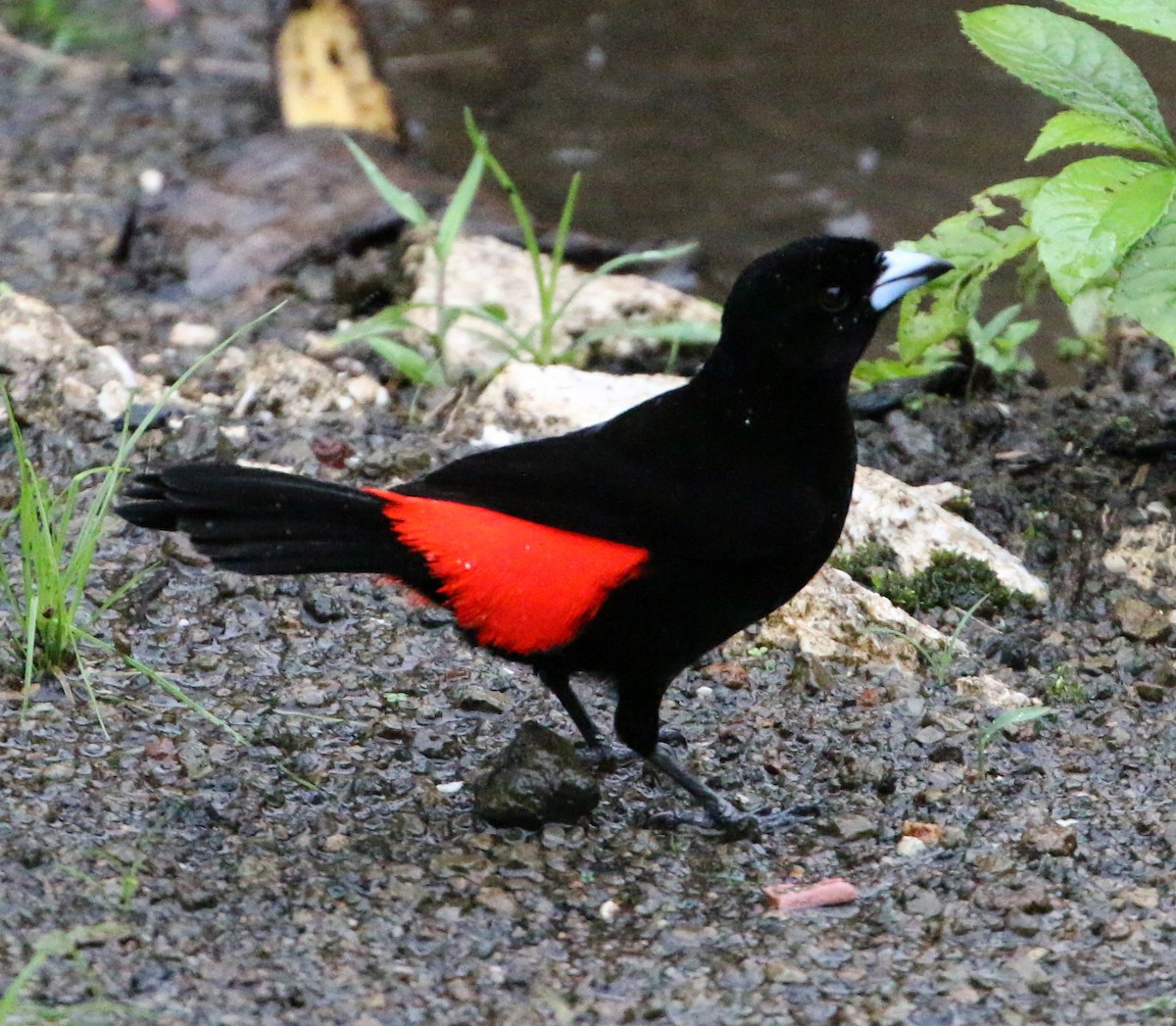 Scarlet-rumped Tanager (Passerini's) - ML621121295