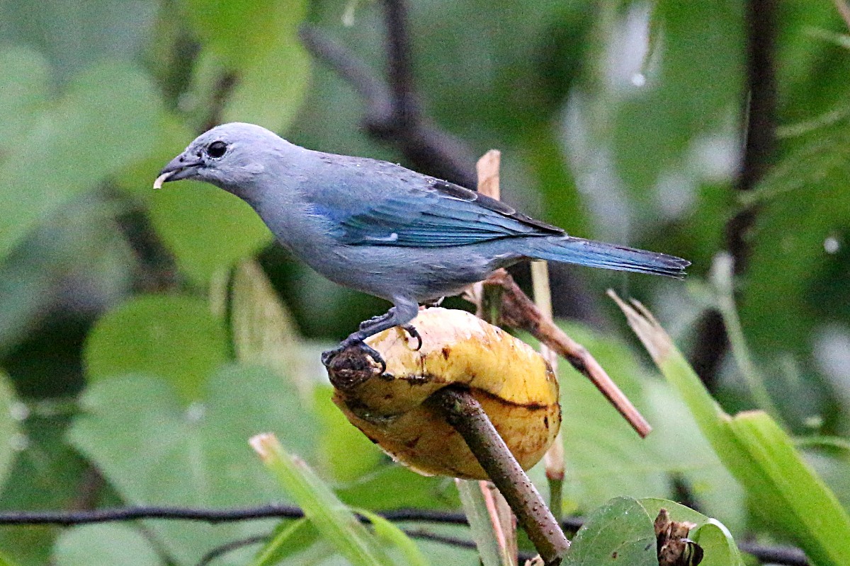 Blue-gray Tanager - Leith Woodall