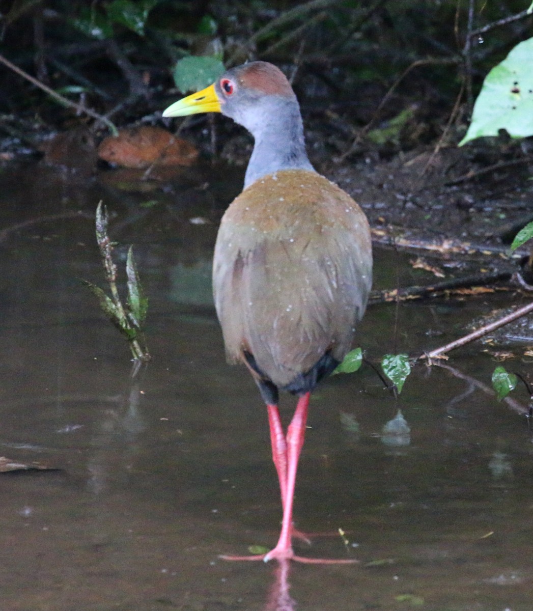 Russet-naped Wood-Rail - Leith Woodall