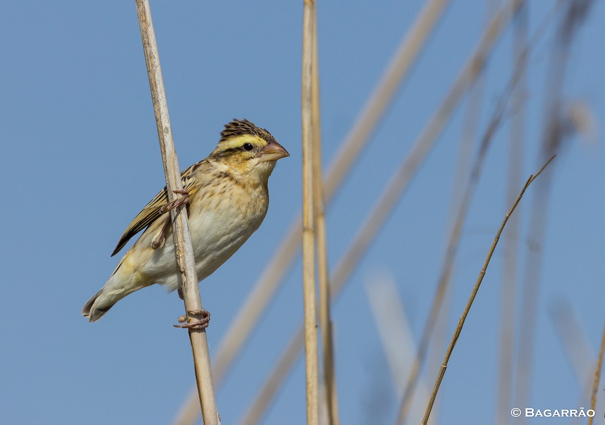 Yellow-crowned Bishop - ML62112131