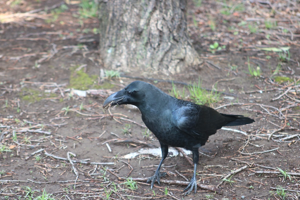 Large-billed Crow - ML621121313