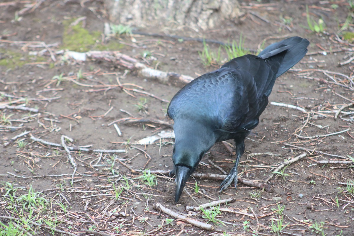 Large-billed Crow - ML621121314