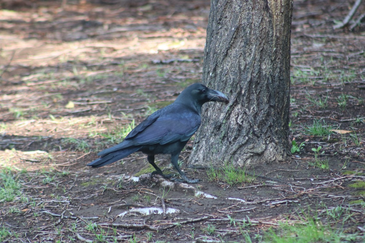 Large-billed Crow - ML621121315